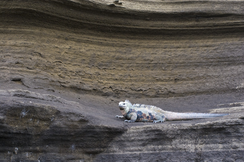 Marine Iguana